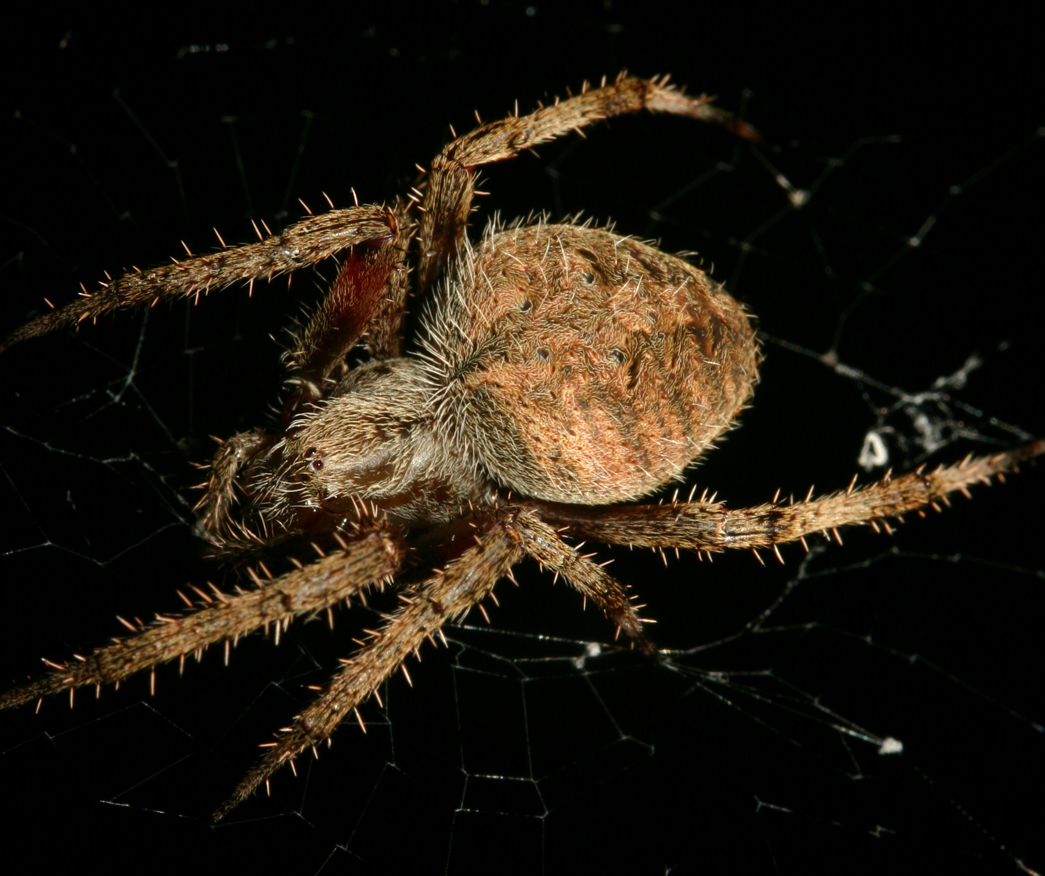 spider-macro-1314290