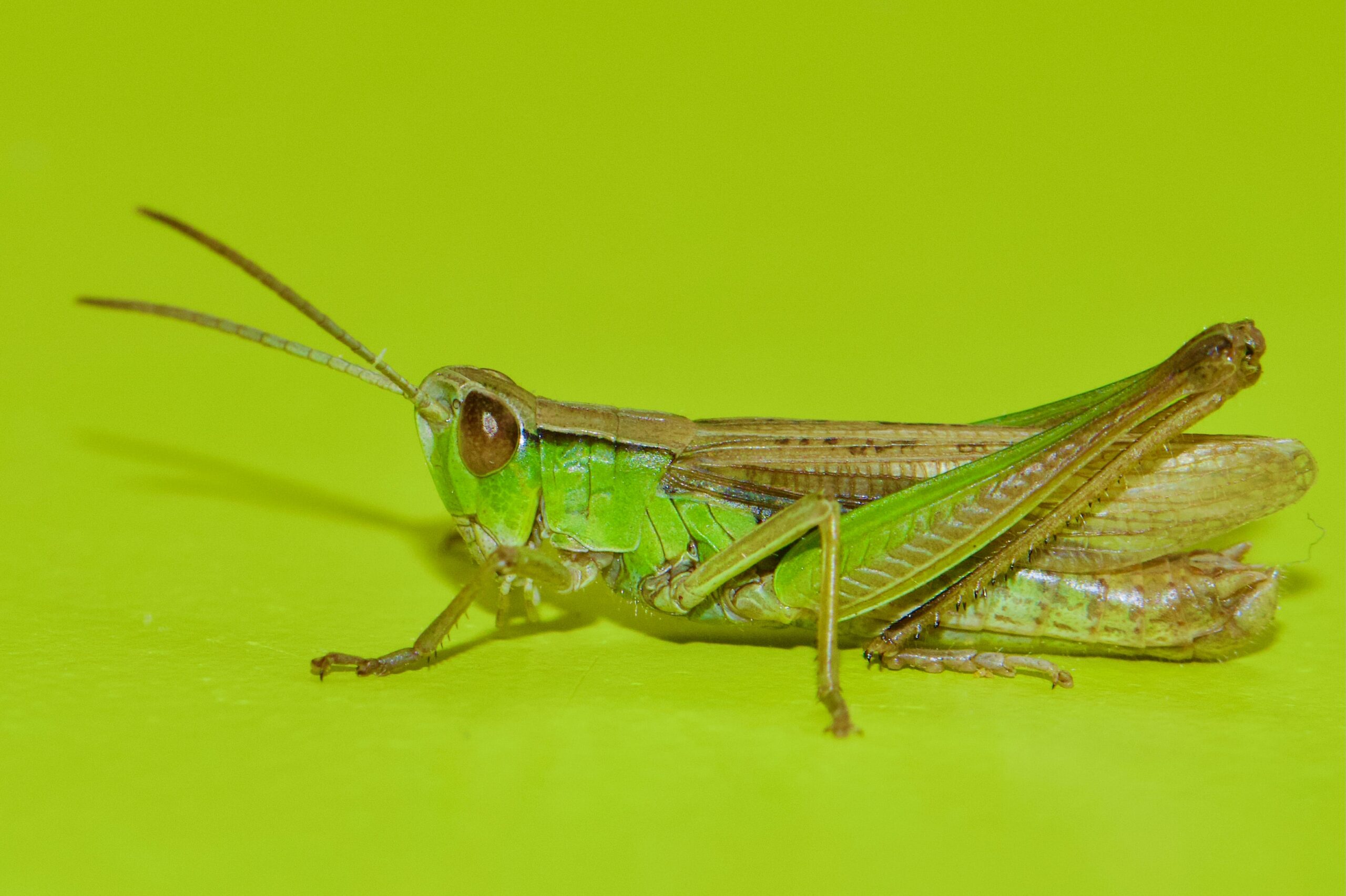 james-wainscoat-Kt1jIAdkwa0-unsplash